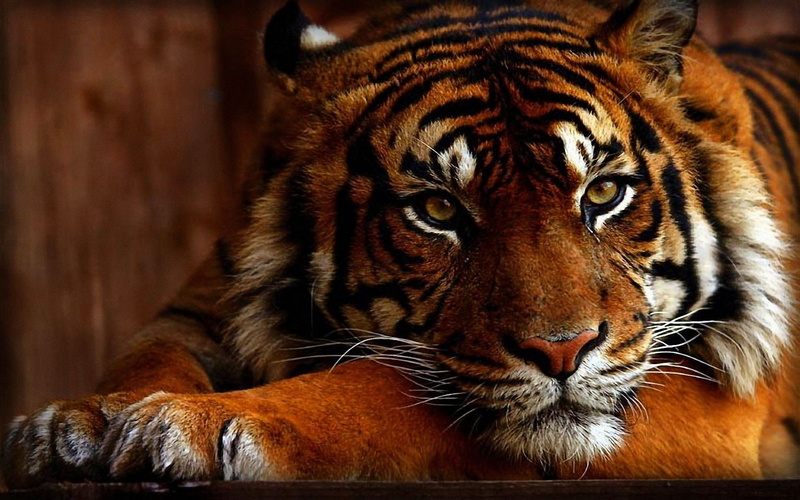 zoo, carnivora, 1080P, looking at camera, cat, close-up, bengal, striped, tiger, animals in the wild, no people, animal themes, mammal, animals, animal