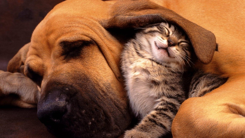 nature, no people, animal ears, eyes closed, animal body part, close-up, animal themes, relaxation, canine, pets, baby animals, friendship, animal nose