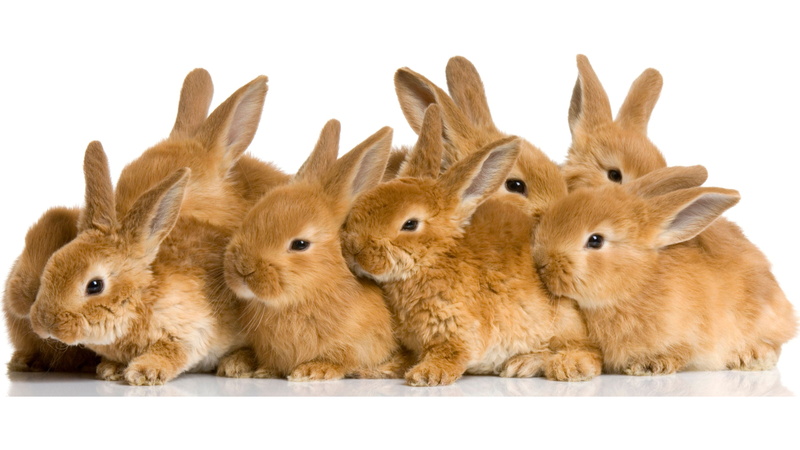 white background, hare, young animal, cartoon, depository, baby, togetherness, vertebrate, fur, furry, funny, cut out, art, rodent, pets, indoors, fluffy