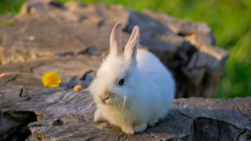 pets, fur, ear, fluffy, wood - material, rabbit - animal, sitting, rabbit, vertebrate, domestic, animal themes, animal head, pet, portrait, outdoors, whisker