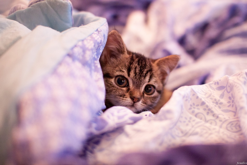 4K, animal, purple, brown, textile, sleeping, gray, comfortable, young Animal, relaxation, feline, pets, cute, kitten, tabby, pillow, indoors, domestic Cat