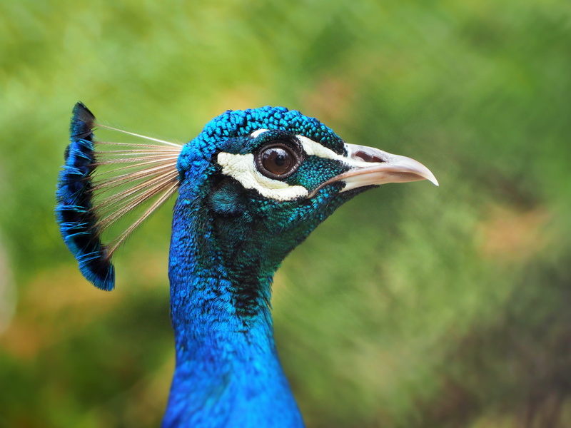 Feather, one Animal, day, no people, animal, colors, close-up, male Animal, animals in the wild, outdoors, multi Colored, green Color, animal Head, feather