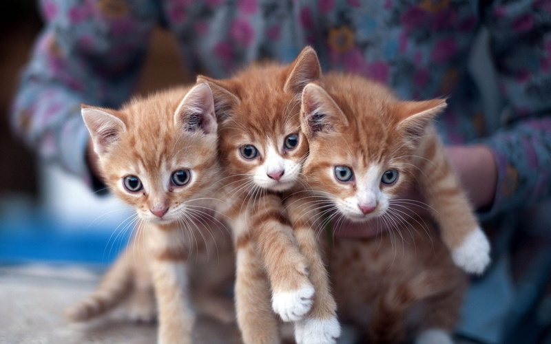 whisker, cat, domestic, ginger cat, pets, young animal, tabby, people, portrait, three, togetherness, close-up, blurred, animals, looking at camera, group of animals