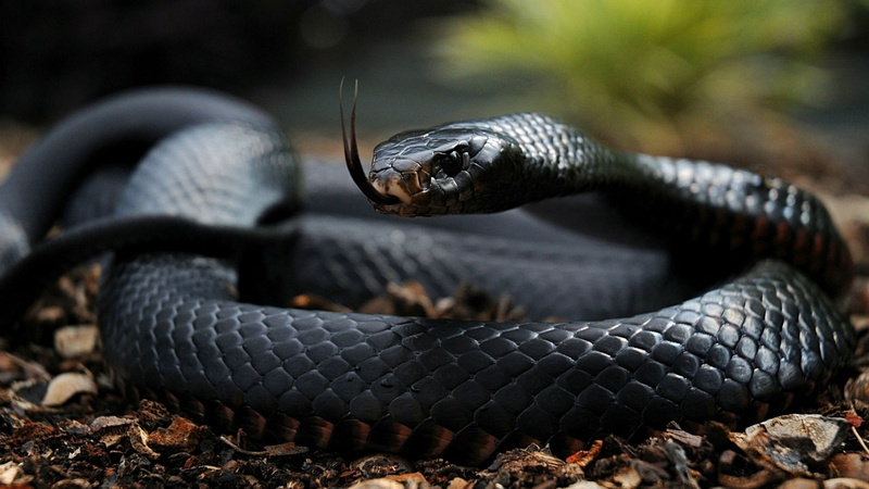reptiles, snake, 1080P, animals, mamba