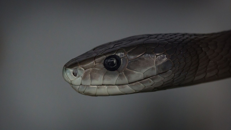 snake, reptiles, mamba, 1080P