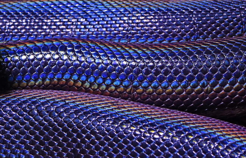 animal themes, photo, reptile, texture, backgrounds, snakeskin, day, closeup, animal, communication, animal scale, brown, purple, close-up, indoors, blue