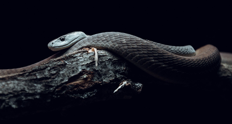 wildlife, branch, reptiles, snake, photography, nature, mamba, 1080P