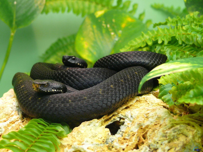 720P, animales, reptil, black, mamba