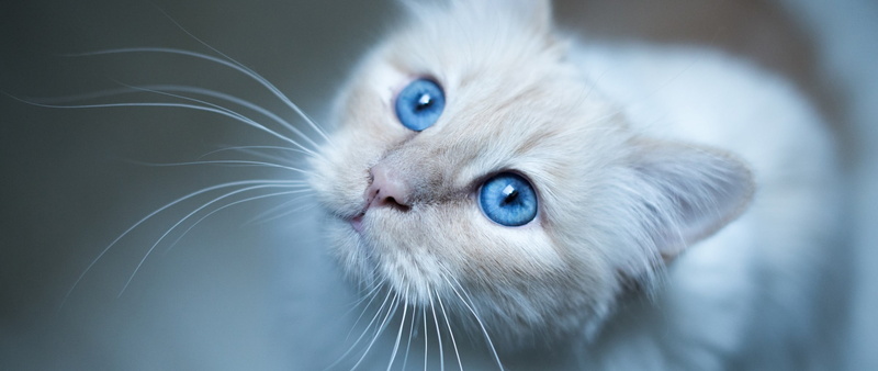 feline, mammal, fur, 2K, eye, whiskers, looking, pets, domestic cat, domestic, animal body part, black, body part, persian cat, white, domestic animals