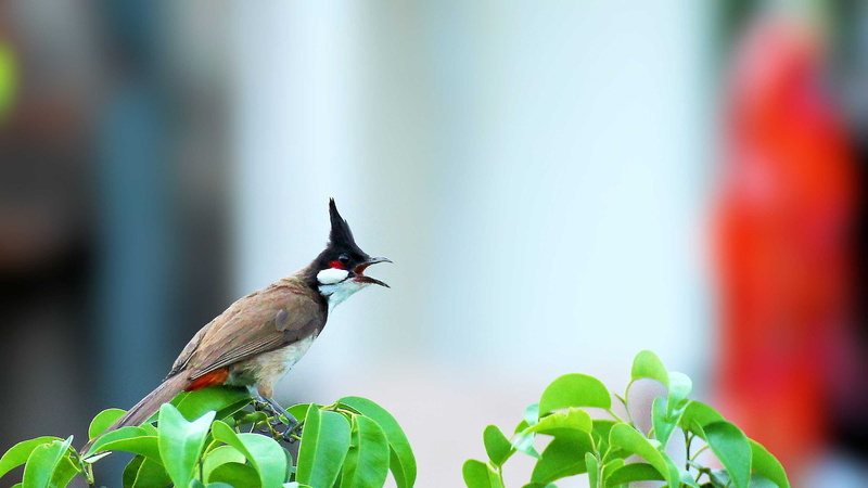 whiskered, Nature, red, 1080P, bulbul, Red-whiskered BulBul birds