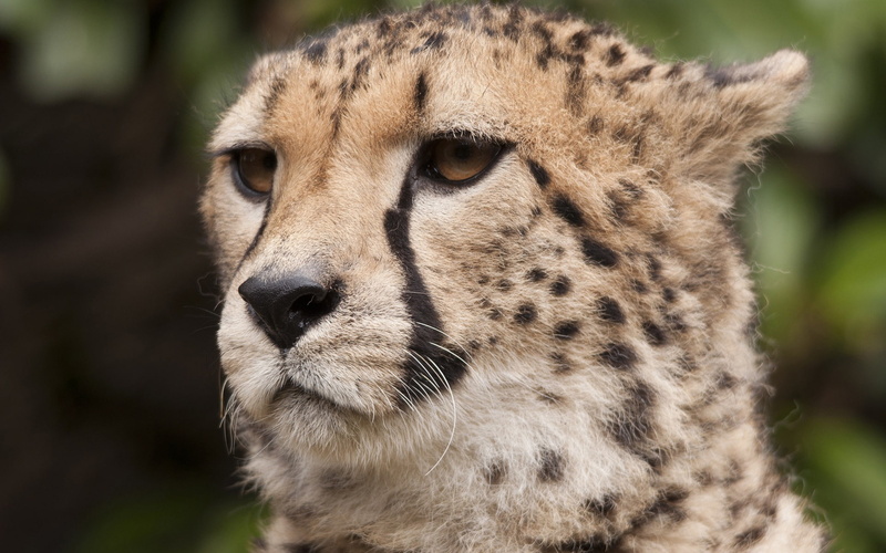 Face, 1080P, Eyes, Whiskers, Cheetah