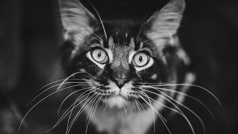 1080P, monochrome, cat, animals, whiskers