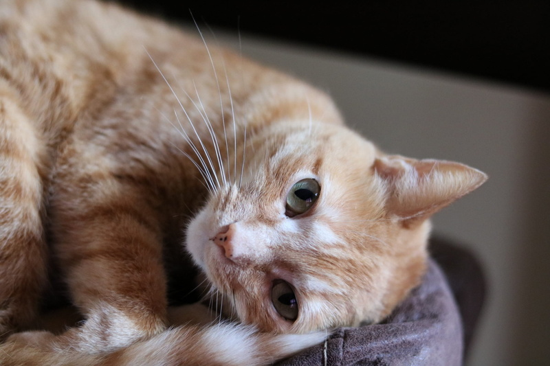 animal, whisker, no people, animal body part, animals, one animal, domestic, feline, domestic animals, animal head, cat, indoors, domestic cat, close-up