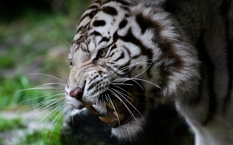 Whiskers, White, Face, 1080P, Tiger, Fangs