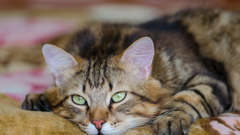 domestic animals, relaxation, whiskers, focus on foreground, 4K, looking at camera, feline, vertebrate, one animal, animal themes, tabby, animal, animal body part