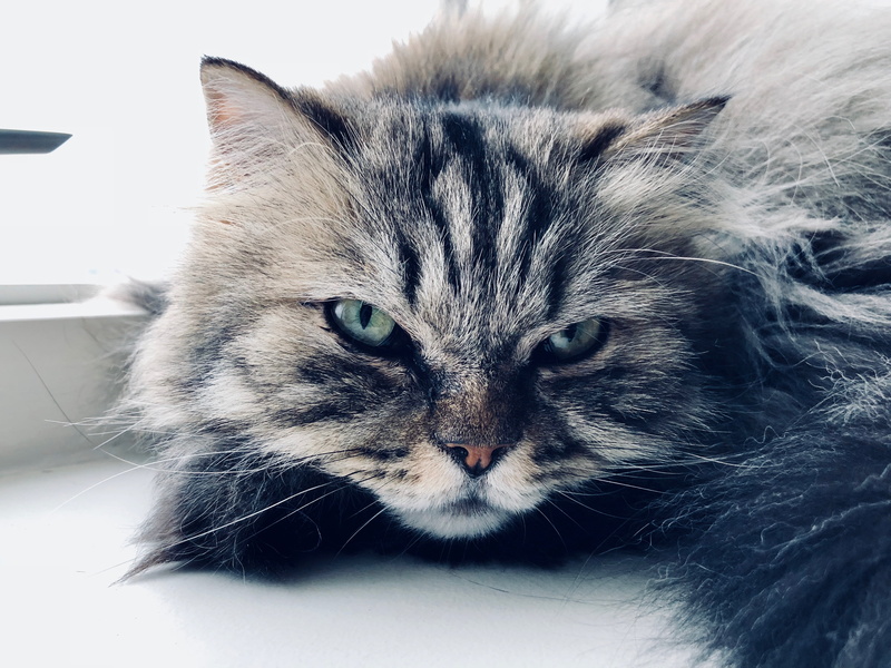 whiskers, animal body part, cat eyes, animals, snout, 4K, no people, domestic, maine coon cat, domestic cat, animal, portrait, pets, animal eye, close-up