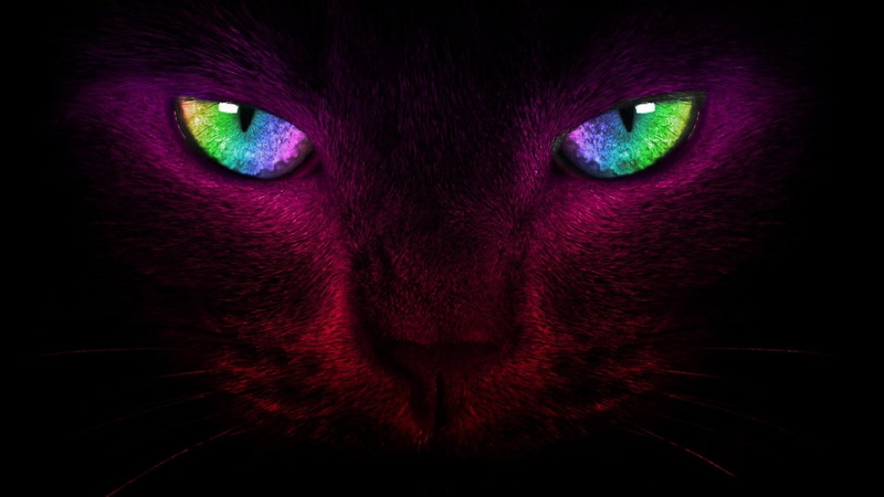 dark, animal eye, no people, red, digital art, pets, eye, whiskers, domestic, animal, domestic cat, black background, purple, cat, colorful, one animal