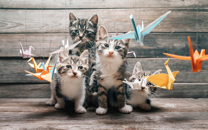 Four, Whiskers, Looking, Kittens, 2K, Paper, Origami, Birds