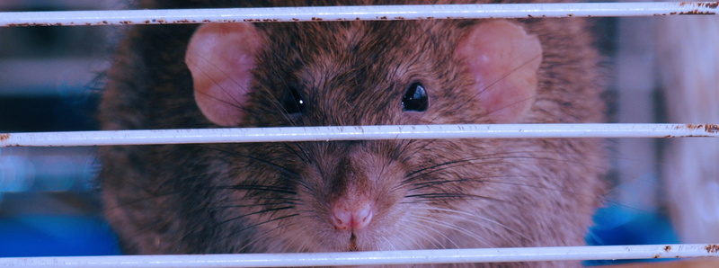 animals, rats, pig, cages, animal head, mammal, herbivorous, boundary, barrier, livestock, close-up, vertebrate, animal, snout, domestic animals, animal body part