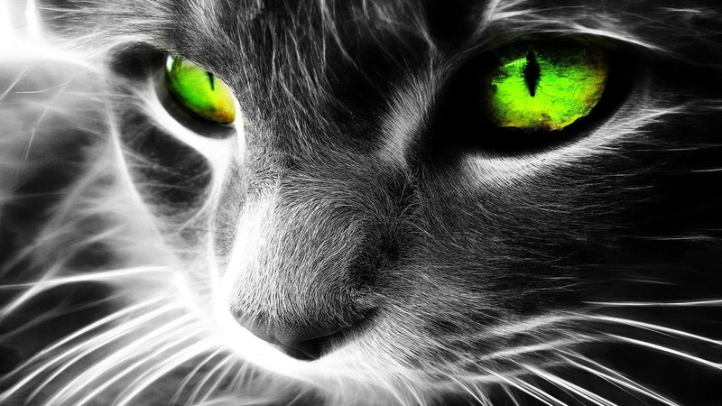 green eyes, cat eyes, black and white, cat, 1080P, animals, whiskers, eyes