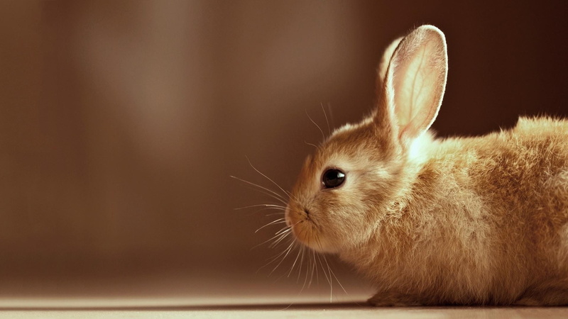 rabbit, brown, cute, right, bunny, ears, 1080P, hd, whiskers