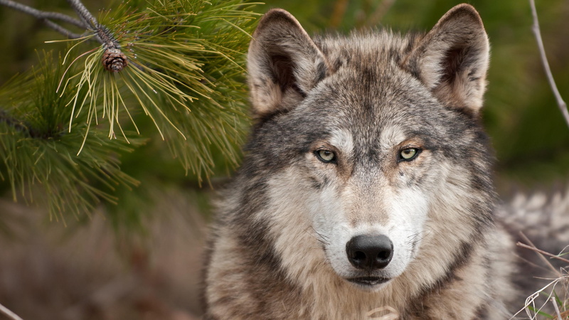wildlife, mammal, wolf, 4K, gray wolf