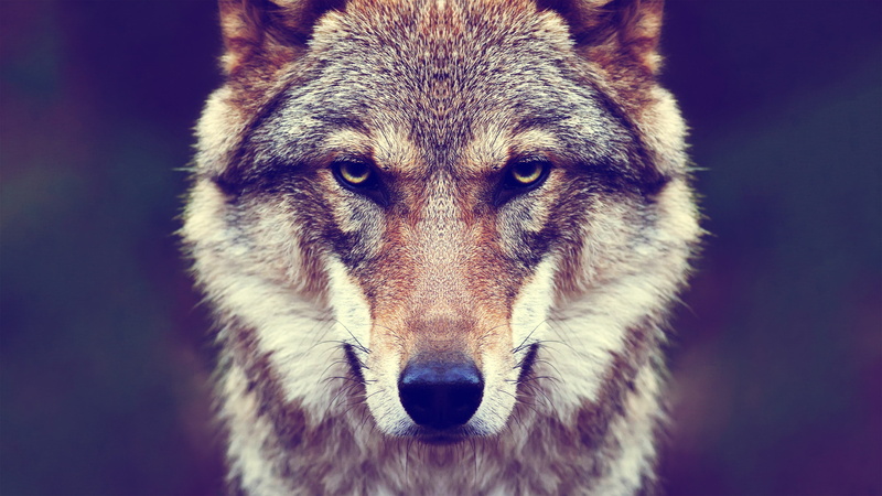 4K, aggression, white, front view, portrait, animal, studio shot, wildlife, wolf, looking, dog, animal wildlife, wofl, canine, animal body part, fur, outdoors