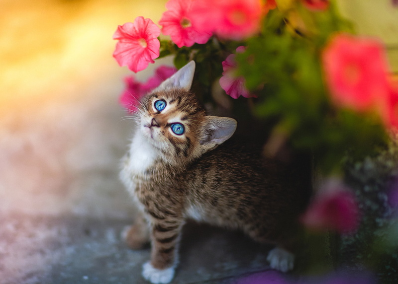 mammal, one animal, blue eyes, flowering plant, 1080P, plant, close-up, vertebrate, no people, kittens, domestic cat, pets, cat, selective focus, animal themes