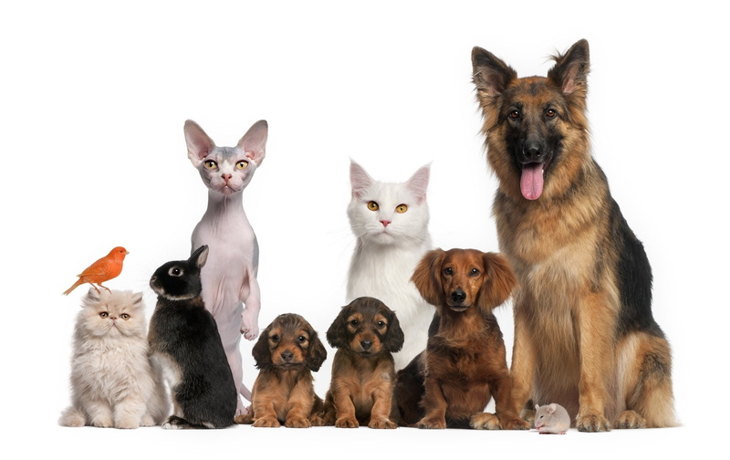 Kitten, Cute, 1080P, Cat and Dog, Bird, Rabbit, Dog, Cat, Baby Animal, Puppy, Animal