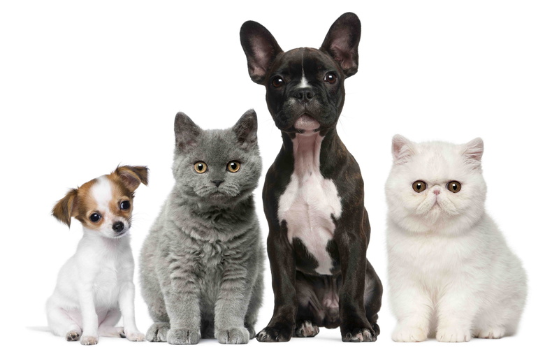 puppy, baby, cats, animals, Kitten, dogs, 8K