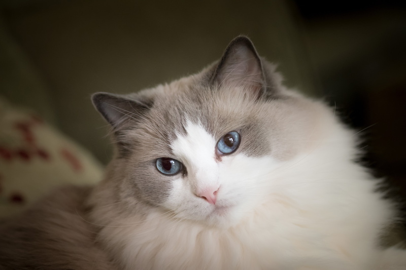 Ragdoll, 5K, muzzle, cat, blue eyes, look, fluffy