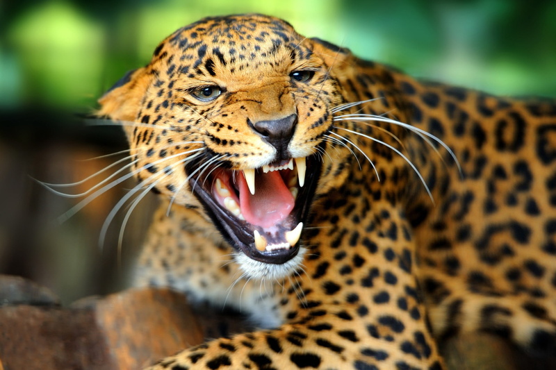 animal wildlife, zoo, animal markings, one animal, teeth, mouth, open mouth, cat, animal head, animal teeth, close-up, snarling, aggression, roaring, feline
