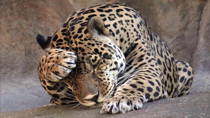 mammal, animal, spotted, feline, leopard, nature, big cat, carnivora, resting, black, focus on foreground, 720P, brown, one animal, cat, animals, no people