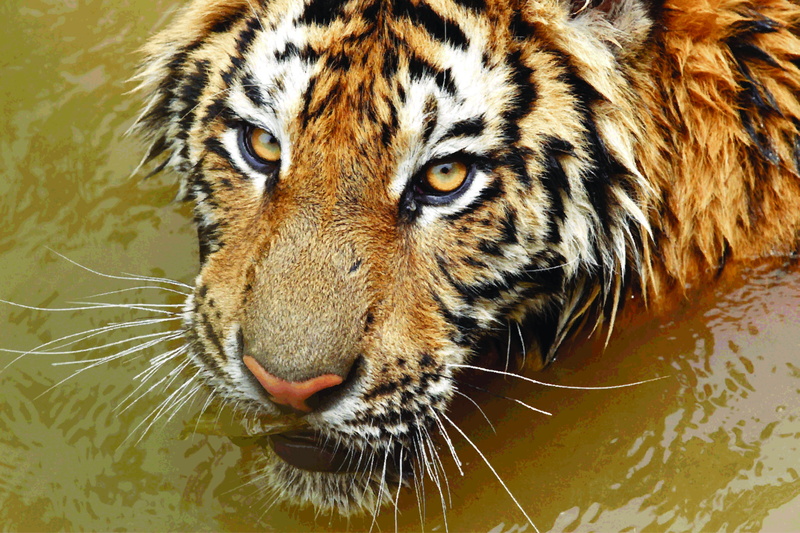 vertebrate, animal head, pond, tiger, animal wildlife, water, animal themes, mammal, 4K, no people, brown, animals, cat, big cat, animal body part, drinking