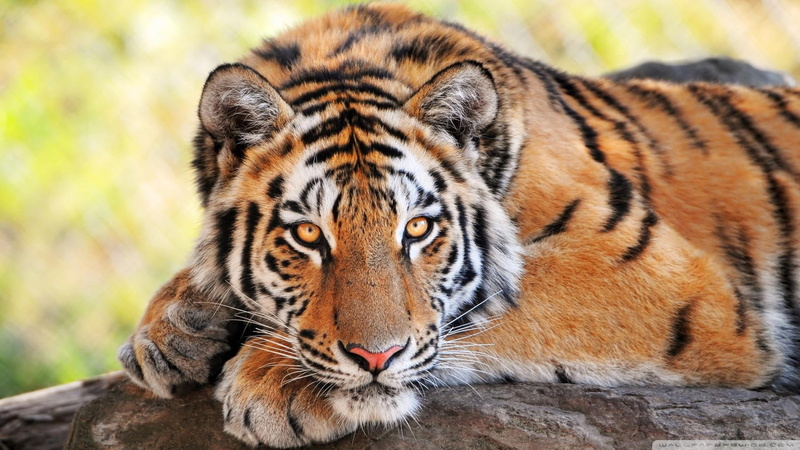 young, beautiful tiger, young tiger, bengal, tiger, 1080P, beautiful young tiger, animals, beautiful