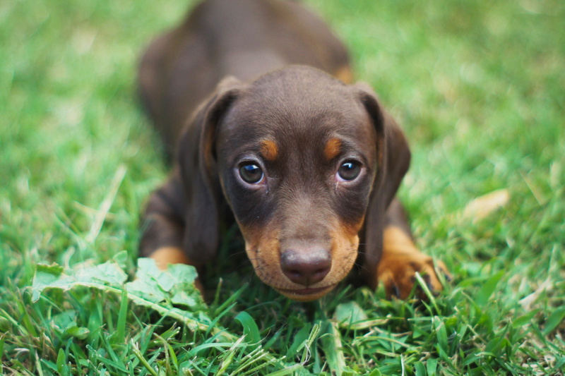 sausage dog, domestic, animal, dog, grass, looking at camera, nature, plant, pets, wiener, cute, portrait, dachshund, one animal, animal themes, day, young animal