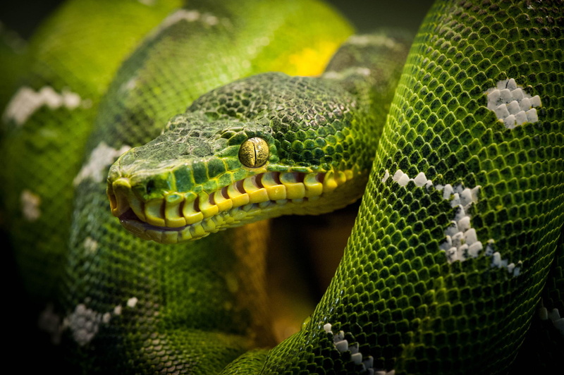 curled up, animal, viper, carnivore, danger, nature, communication, animals in the wild, animal Skin, natural pattern, forest, Python, snake, no people