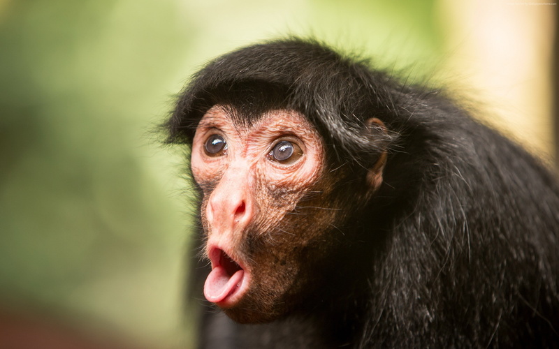 funny, Chimpanzee, monkey, cute animals, 2K