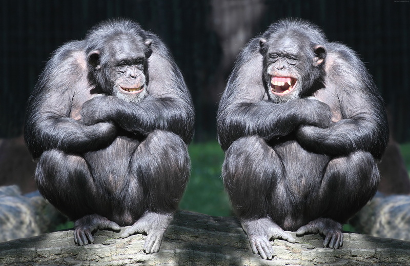 5K, chimpanzee, couple, cute animals, funny, monkey