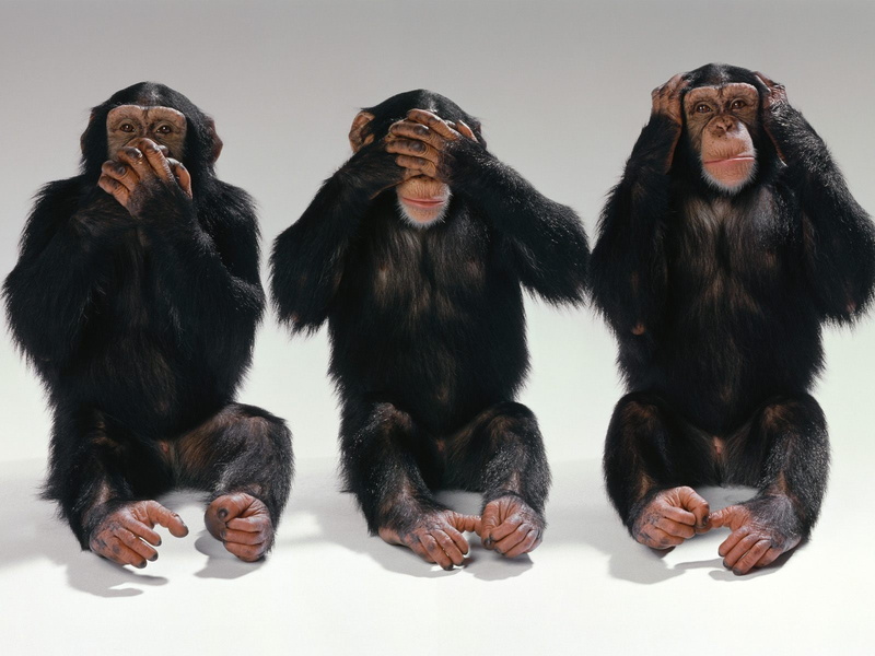 hear, speak, hd, 720P, evil, monkey, animals, see, monkeys