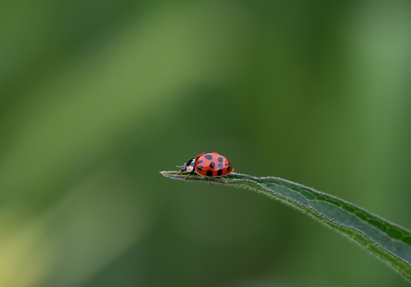 grass, animal, green, 2K, leaf, red, Olympus  OMD EM5 MII, green leaf, beetle, selective, sussex, plant, ladybug, pro, Ladybird, macro, small, focus, f4