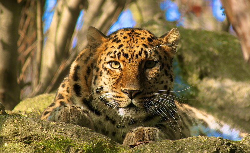 leopard (animal), animal head, portrait, cat, close-up, 2K, animals, brown, carnivora, solid, painting, one animal, no people, outdoors, black, animal wildlife