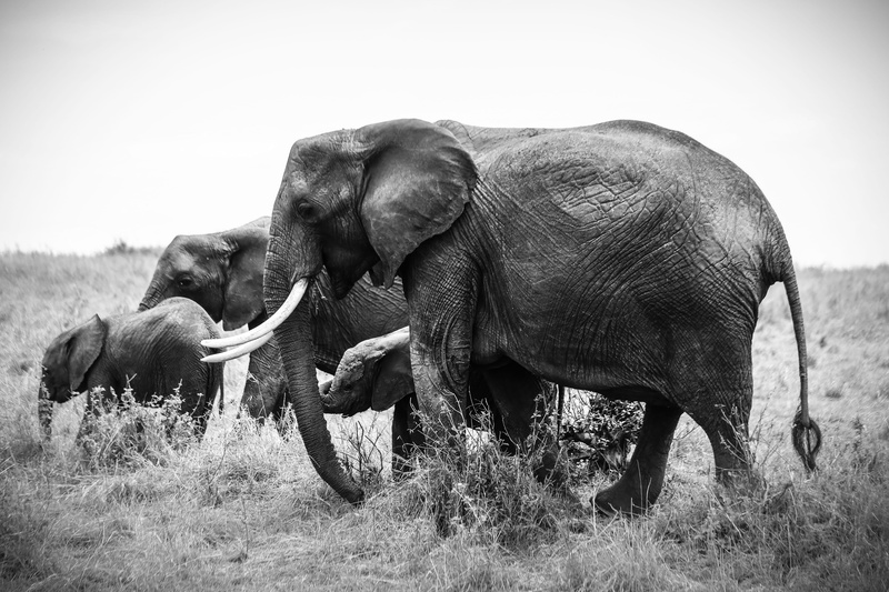 group of animals, vertebrate, side view, african elephants, four, safari, animal trunk, trunk, domestic animals, savanna, african elephant, adventure, day