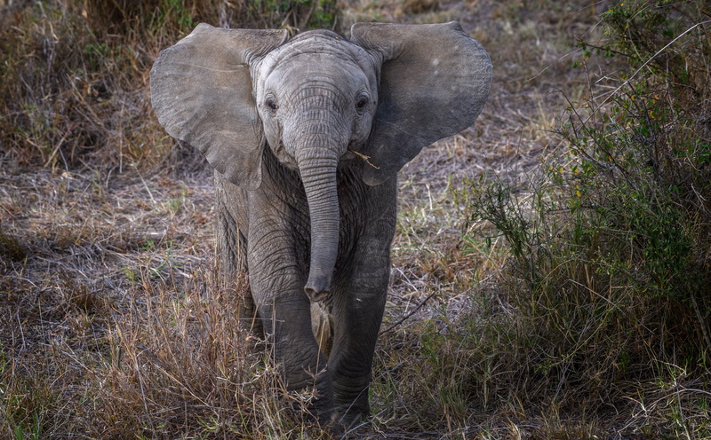 Scenery, wildlife, vertebrate, tusk, tourism, Expedition, Mara, one animal, animal body part, no people, Africa, touristattraction, mammal, Kenya, 5K