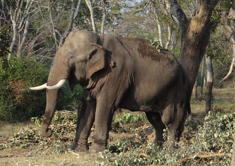 forest, plant, black, tree trunk, nature, karnataka, africa, land, india, mammal, herbivorous, animal wildlife, animal, animal trunk, one animal, outdoors