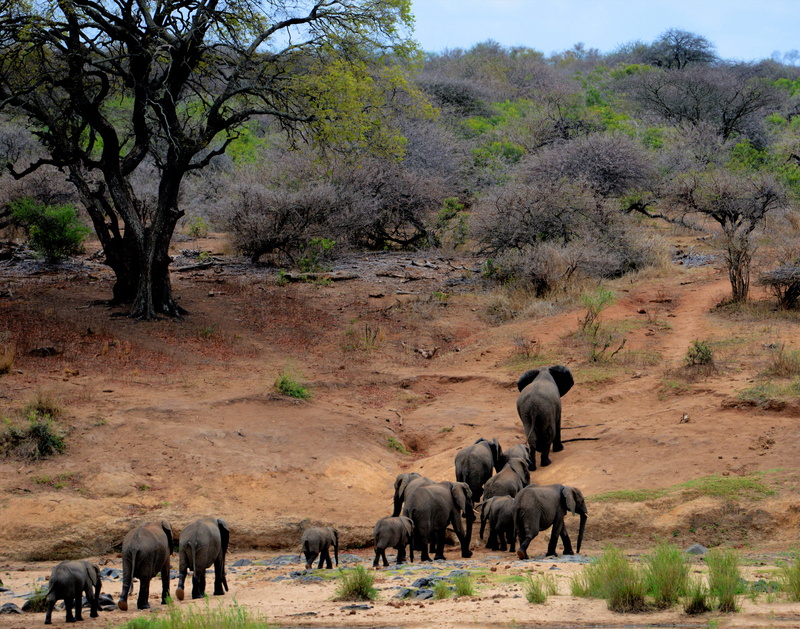 big, herbivorous, huge, day, trekking, strong, domestic animals, tree, elephant, bush, nature, africa, african elephant, vertebrate, heavy, trunk, trees