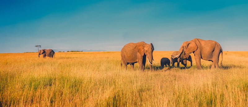 animal, green, wilderness, photo, baby, countryside, scenic, animal themes, park, brown, vertebrate, safari, rural, hdr, mammal, no people, grass, country