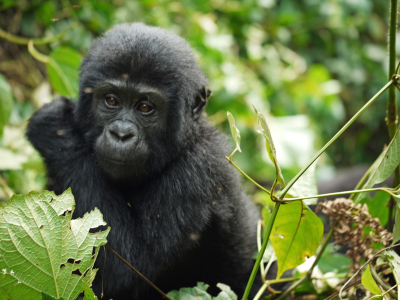 wild animal, safari, africa, mammal, black Color, no people, day, young animal, baby, uganda, forest, nature, animals In The Wild, bamboo - plant, black