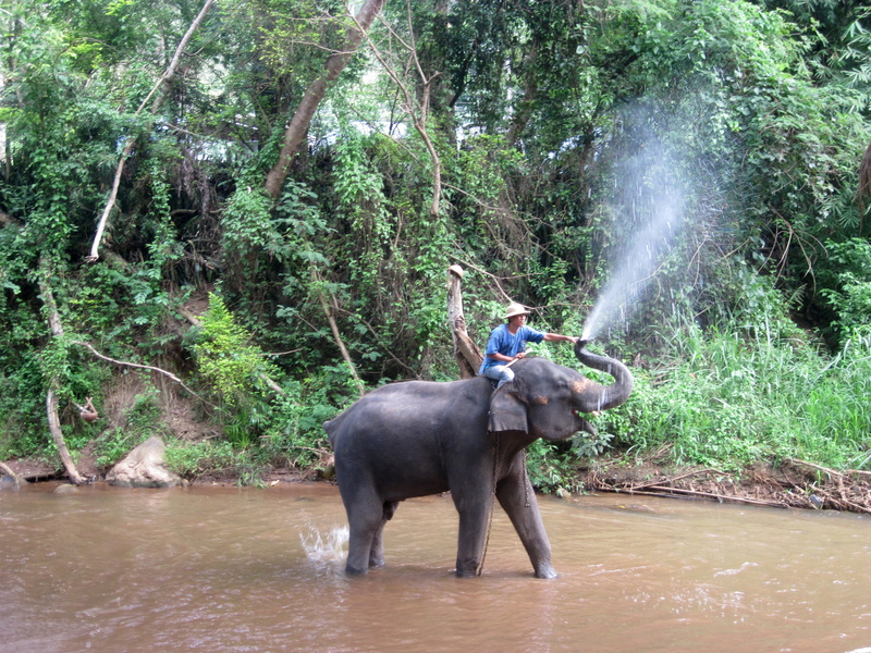 splash, mammal, waterfront, mae sa elephant camp, herbivorous, tropical Climate, asia, large, wildlife, blow, real people, vertebrate, thailand, animal