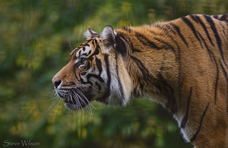 Welsh Mountain Zoo, tiger, Staring, Rare, Predator, Nikon  D7000, danger, Sumatran Tiger, Close up, Colwyn  Bay, Wildlife, Concentration, Asian, tigris River